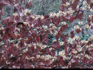 Oczar  żółty (Hamamelis) Pallida c4 zdjęcie 5