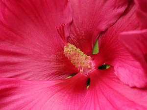 Hibiskus bylinowy (Hibiscus moscheutos) Jazzberry Jam zdjęcie 6