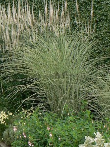 Miskant chiński (Miscanthus sinensis) Morning Light c3 zdjęcie 5