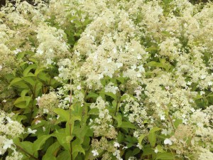 Hortensja bukietowa (Hydrangea paniculata) Brussels Lace c3 zdjęcie 5