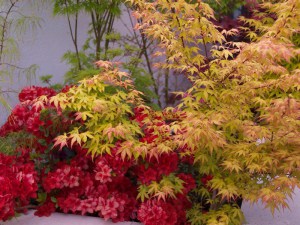 Klon palmowy (Acer palm.) Orange Dream c1,5 zdjęcie 6