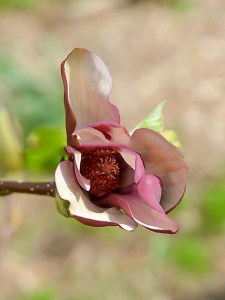 Magnolia naga (Magnolia denudata) Black Beauty zdjęcie 4