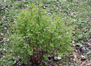 Jagoda kamczacka (Lonicera caerulea var. kamtschatica) Sinoglaska c2 zdjęcie 7