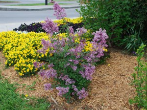 Lilak (Syringa) Bloomerang Bez Pink Perfume c1 zdjęcie 5