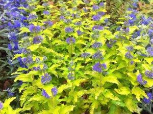 Barbula Caryopteris Hint of Gold 5