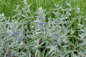 Barbula klandońska (Caryopteris clandonensis) Sterling Silver 9
