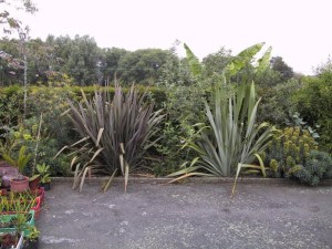 Len nowozelandzki (Phormium tenax) Purpureum zdjęcie 5