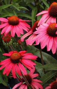 Jeżówka purpurowa (Echinacea) Glowing Dream zdjęcie 5