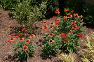 Jeżówka (Echinacea) Tomato Soup zdjęcie 6