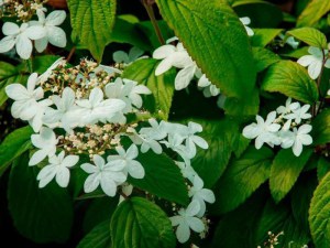 Kalina japońska (Viburnum plicatum) Kilimanjaro c3 zdjęcie 5