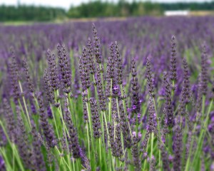 Lawenda pośrednia (Lavendula intermedia) Grosso zdjęcie 6