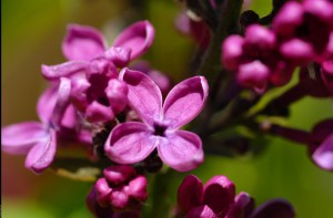 Bez - lilak - Syringa Charles Joly c2 zdjęcie 6