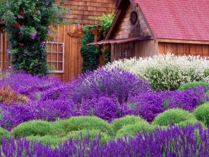 Lawenda wąskolistna (Lavendula angustifolia) Mustated zdjęcie 6