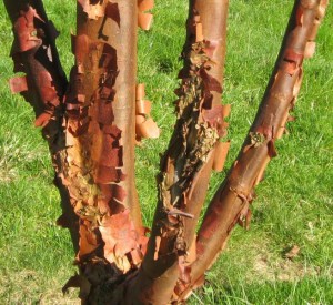 Klon strzępiastokory, cynamonowy (Acer griseum) c4 zdjęcie 9