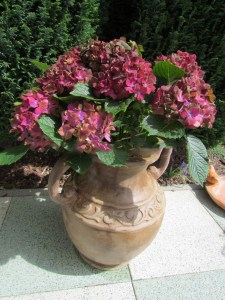 Hortensja ogrodowa (Hydrangea macrophylla) Schloss Wackerbarth SAXON c3 zdjęcie 5