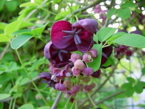 Akebia pięciolistkowa Variegata - pnącze ogrodowe zdjęcie 1