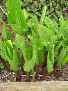 Funkia (Hosta) Purple Heart zdjęcie 4