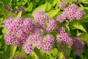 Tawuła japońska (Spiraea japonica) Golden Princess c2 zdjęcie 6
