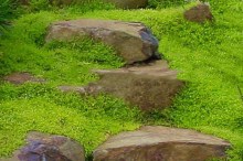 Karmnik ościsty (Sagina subulata) Lime Moss 7