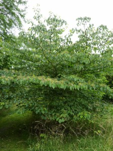 Dereń pagodowy (Cornus controversa) c5 zdjęcie 3