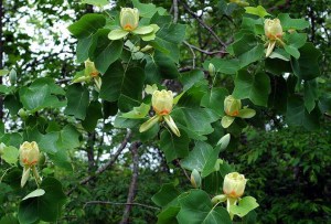Tulipanowiec amerykański (Liriodendron)  rozwinięte kwiaty pośród liści