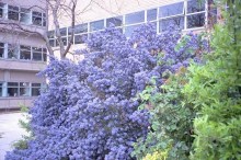 Prusznik (Ceanothus impressus) Victoria c1 zdjęcie 6