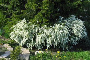 Tawuła szara (Spiraea cinera) Grefsheim c2 zdjęcie 6