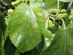 Morwa biała (Morus alba) zdjęcie 5