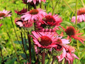 Jeżówka purpurowa (Echinacea) Fatal Attraction zdjęcie 7