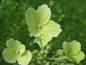 Hortensja bukietowa Wim's Red Hydrangea zdjęcie 5