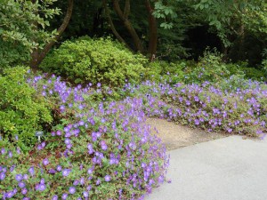 Bodziszek mieszańcowy (Geranium hybridum) Rozanne 5
