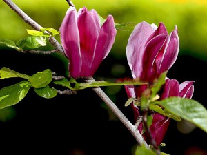 Magnolia purpurowa (Magnolia liliflora) Nigra zdjęcie 6