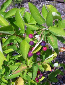 Świdośliwa kanadyjska (Amelanchier lamarckii) c4 zdjęcie 5