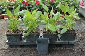 Jeżówka purpurowa (Echinacea) Vintage Vine zdjęcie sadzonki