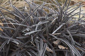 Konwalnik (Ophiopogon planiscapus) Niger sadzonka 6