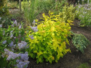 Pęcherznica kalinolistna (Physocarpus opuliofolius) Dart's Gold c2 zdjęcie 5