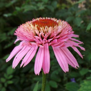 Jeżówka purpurowa (Echinacea) Butterfly zdjęcie 5