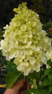 Hortensja bukietowa Polar Bear Hydrangea zdjęcie 5