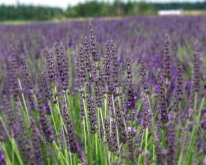 Lawenda (Lavandula intermedia) Grappenhall największa lawenda zdjęcie 4