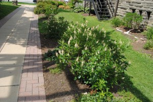 Orszelina olcholistna (Clethra alnifolia) Sixteen Candles zdjęcie 3