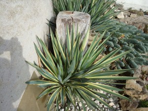 Jukka karolińska (Yucca filamentosa) Bright Edge zdjęcie 5