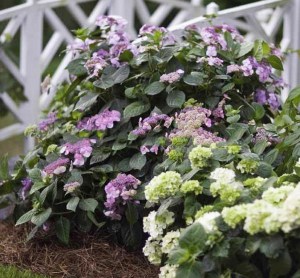 Hortensja ogrodowa (Hydrangea macrophylla) Twist and Shout 8