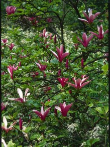 Magnolia purpurowa (Magnolia liliflora) Nigra zdjęcie 7