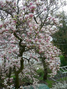 Magnolia pośrednia (Magnolia soulangeana) c3 zdjęcie 6
