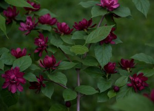 Kielichowiec Raulstona (Calycanthus raulstoni) Hartlage Wine c1 zdjęcie 7