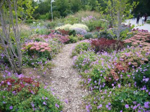 Rozchodnik ogrodowy (Sedum hybridum) Matrona zdjęcie 6