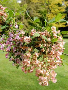 Laburnocytisus Adama (Laburnocytisus adamii) zdjęcie 7