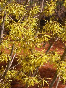 Oczar  złotożółty (Hamamelis) Westerstede c4 zdjęcie 8