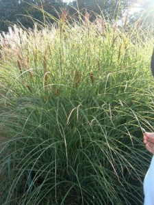 Miskant chiński (Miscanthus sinensis) Morning Light c3 zdjęcie 6