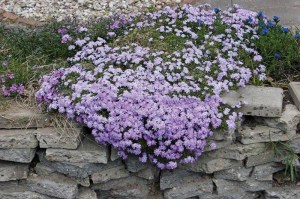Floks szydlasty (Phlox subulata) Emerald Cushion Blue c1 zdjęcie 7